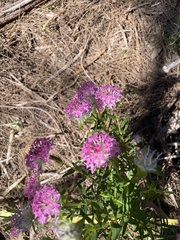 Pimelea rosea