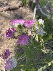 Pimelea rosea