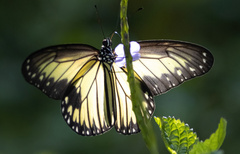 Ideopsis vitrea