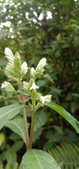 Lepidagathis formosensis