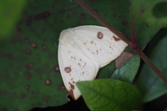 Topomesoides jonasii