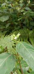Lepidagathis formosensis