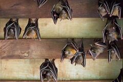 Cynopterus brachyotis