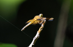 Neurothemis manadensis