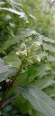 Lepidagathis formosensis