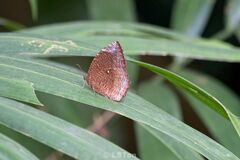 Elymnias hypermnestra beatrice