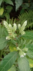 Lepidagathis formosensis
