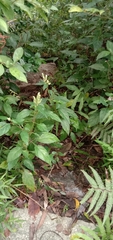 Lepidagathis formosensis