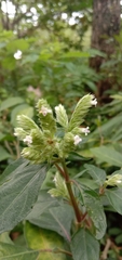 Lepidagathis formosensis