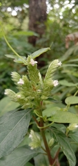 Lepidagathis formosensis