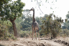 Giraffa camelopardalis thornicrofti