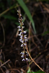 Grona heterocarpos