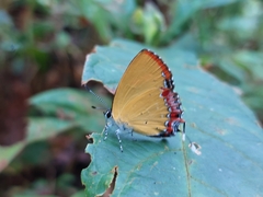 Heliophorus