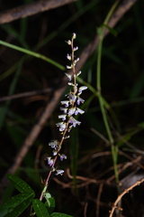 Grona heterocarpos