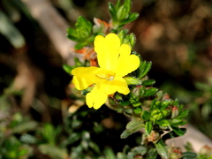 Hibbertia sericea