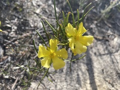 Hibbertia huegelii