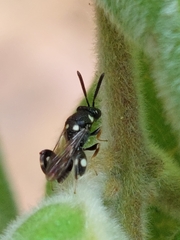 Chalcididae