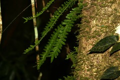 Arthropteris palisotii