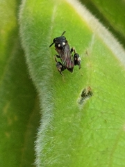 Chalcididae