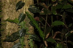 Arthropteris palisotii