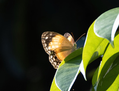 Cupha