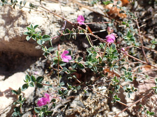 Image of Indigofera sarmentosa by (c) Ren Hoekstra, some rights reserved (CC BY)