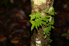 Arthropteris palisotii