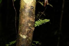 Arthropteris palisotii