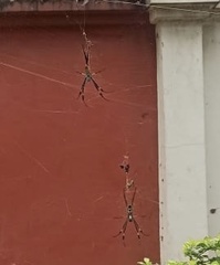 Trichonephila senegalensis