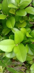 Buxus liukiuensis