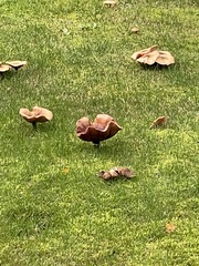 Paxillus cuprinus