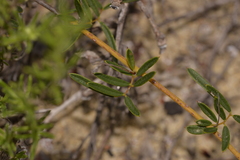 Labichea cassioides