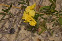 Labichea cassioides