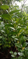 Buxus liukiuensis
