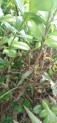 Buxus liukiuensis