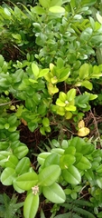 Buxus liukiuensis