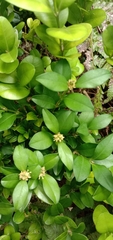 Buxus liukiuensis