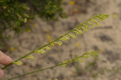 Tripterococcus brunonis