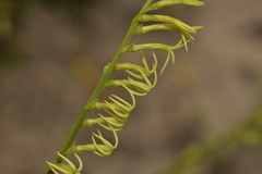 Tripterococcus brunonis