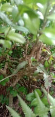 Buxus liukiuensis