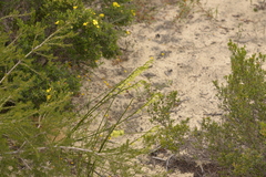 Tripterococcus brunonis