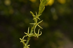 Tripterococcus brunonis