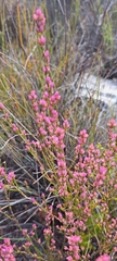 Erica corifolia