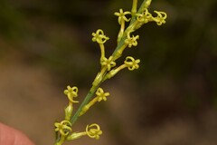 Tripterococcus brunonis