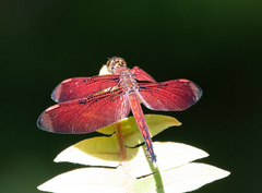 Neurothemis manadensis