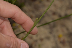 Tripterococcus brunonis