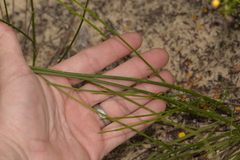 Tripterococcus brunonis