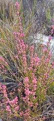Erica corifolia