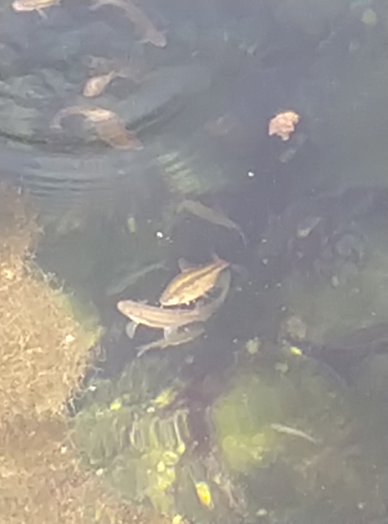 Damghan Riffle Minnow