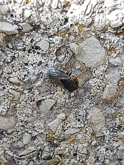 Geocoris